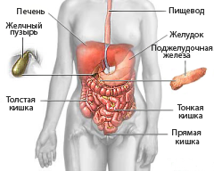 abdomen_organs