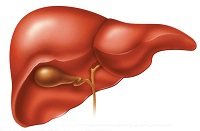 liver1
