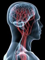 brain-vascular